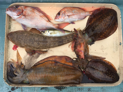 タイラバ エギング