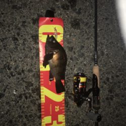 やっと釣れた(´∀`)