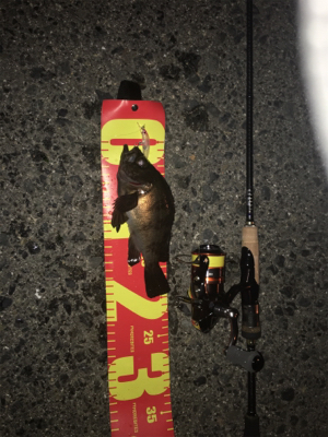 やっと釣れた(´∀`)