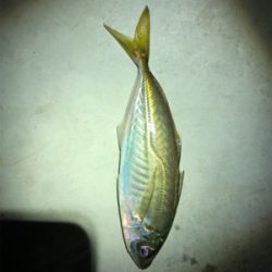 メバル、アジ狙いで