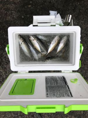 今年初アジング