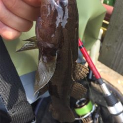 石垣島！ハゼ！