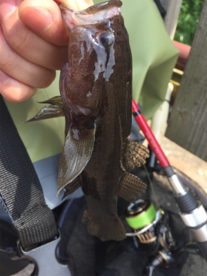 石垣島！ハゼ！