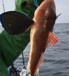 出た！！ビッグアコウ！マイボートで丹後タイラバ釣行