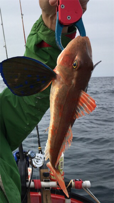 出た！！ビッグアコウ！マイボートで丹後タイラバ釣行