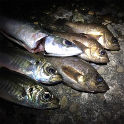 食コンアジング