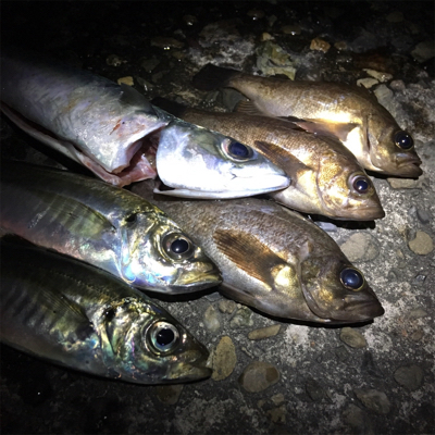 食コンアジング