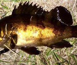 メバリンガー1855〜1935