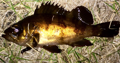 メバリンガー1855〜1935