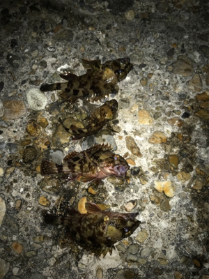 月曜から夜更かし