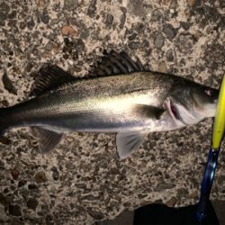 秋田港ナイトシーバス