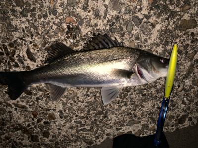 秋田港ナイトシーバス