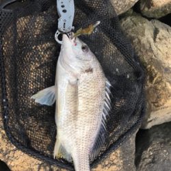 黄チニング上達しました