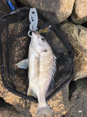 黄チニング上達しました