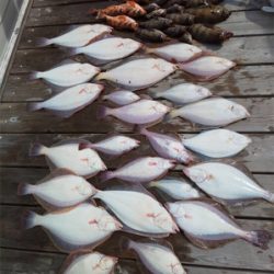 SFC プライベートボートで仙台湾五目釣り