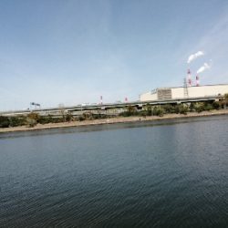 お昼はボラ〜夜はバチ抜け