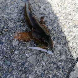 久しぶりのデイゲーム♪