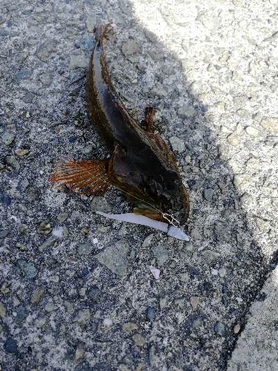 久しぶりのデイゲーム♪