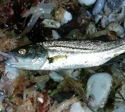 ナイトメバリング