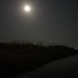 ミニガシラ祭り(^｡^)