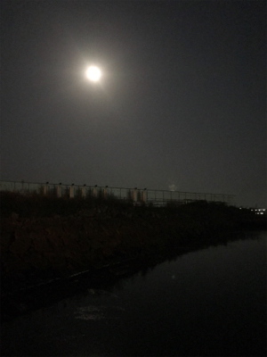 ミニガシラ祭り(^｡^)