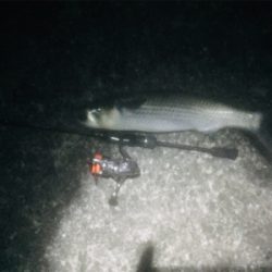 プラッキングボラ