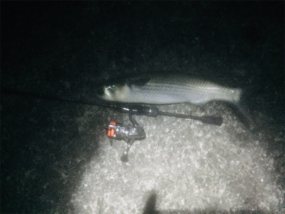 プラッキングボラ