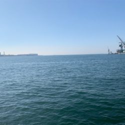 にこつぶシーバス 。