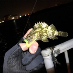 チビガシラに遊んでもらいました