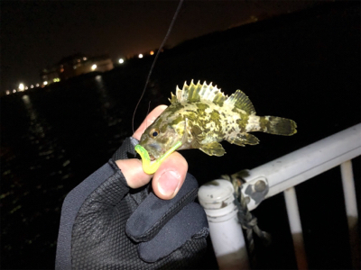 チビガシラに遊んでもらいました