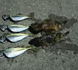 2019年4月19日釣行in岐志漁港