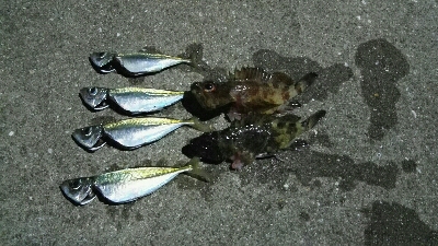 2019年4月19日釣行in岐志漁港