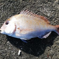 最高の釣行（投釣り、穴釣り）