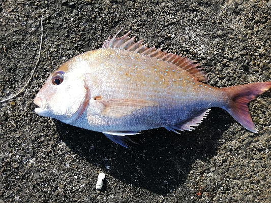 最高の釣行（投釣り、穴釣り）