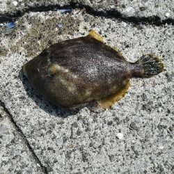 風がなければ、、、