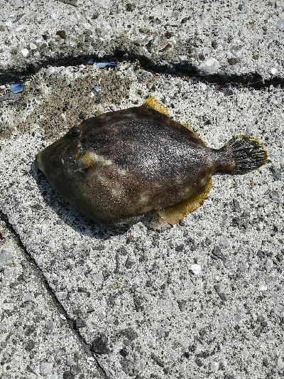 風がなければ、、、