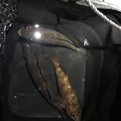 淡路島メバリング