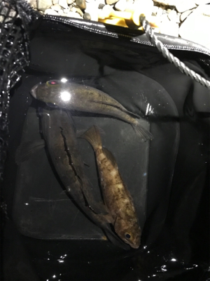 淡路島メバリング