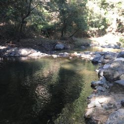 竜仙峡でニジマス