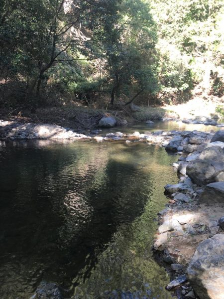 竜仙峡でニジマス