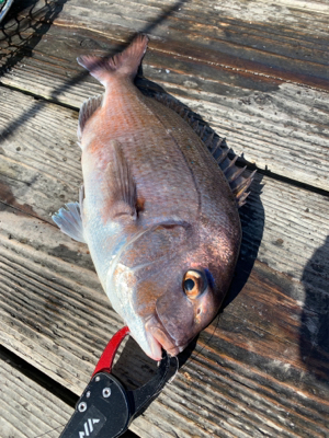 家島釣堀水宝さんにて