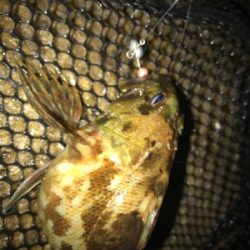 ガシリング サイズが…(><)