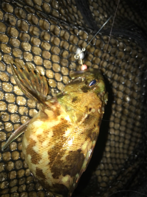 ガシリング  サイズが…(＞＜)