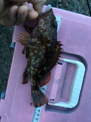 メバル朝まずめゲーム