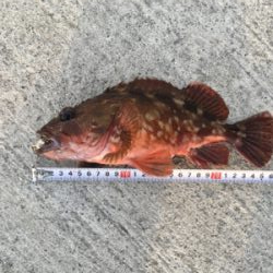 タチウオとイトヒキアジ