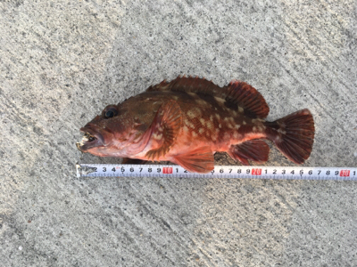 タチウオとイトヒキアジ