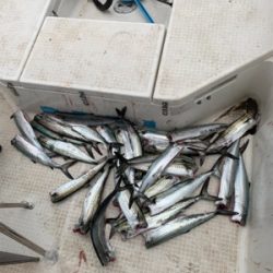 2時間ちょいの短時間釣行