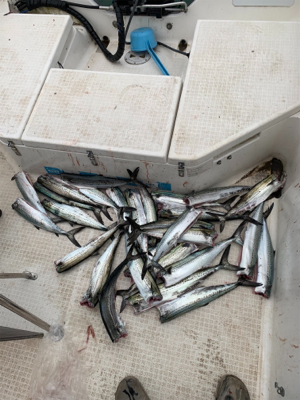 2時間ちょいの短時間釣行