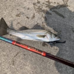 30分で５本キャッチ♫