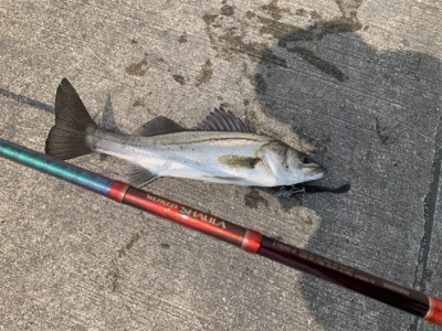 30分で５本キャッチ♫